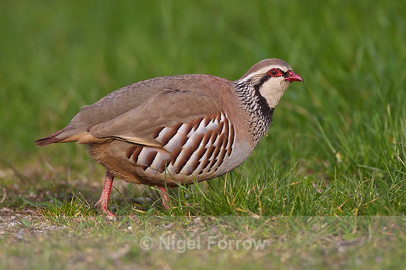 Red-legged Partridge - Red-legged Partridge