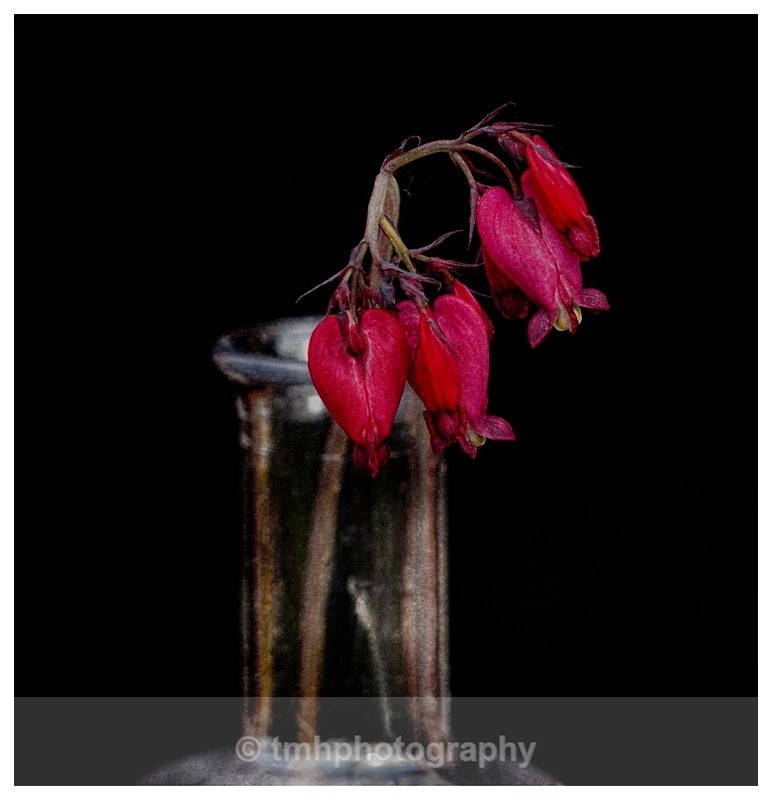 Bleeding Heart - Still Life / Contemporay Art
