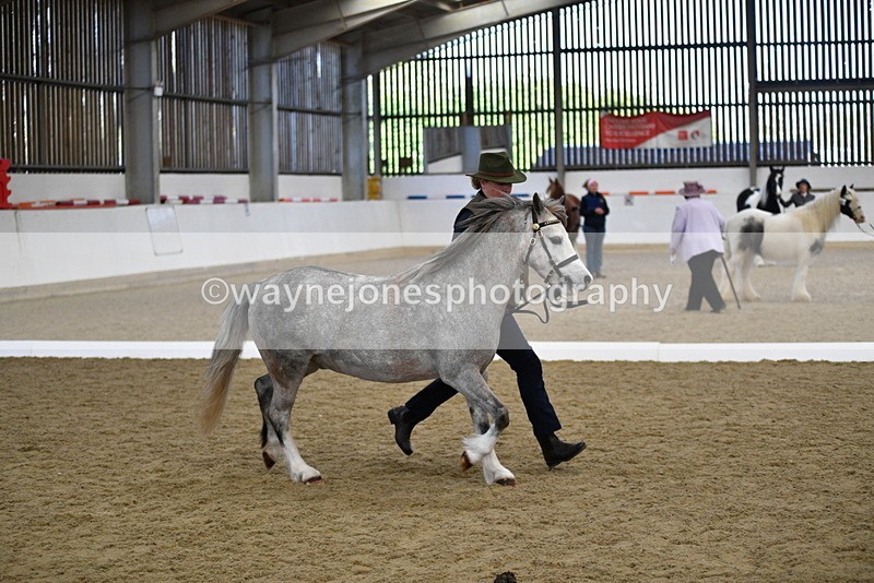WJ5_5423 - Class 4 In hand M&M - small breeds