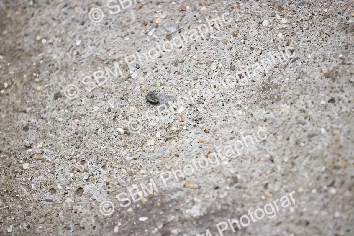 SBM_002809 - Class 6-9  - Novice 1-Elementary 1