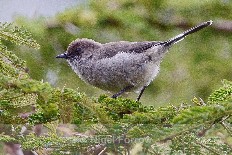 Brown Parisoma perched in a tree - Brown Parisoma