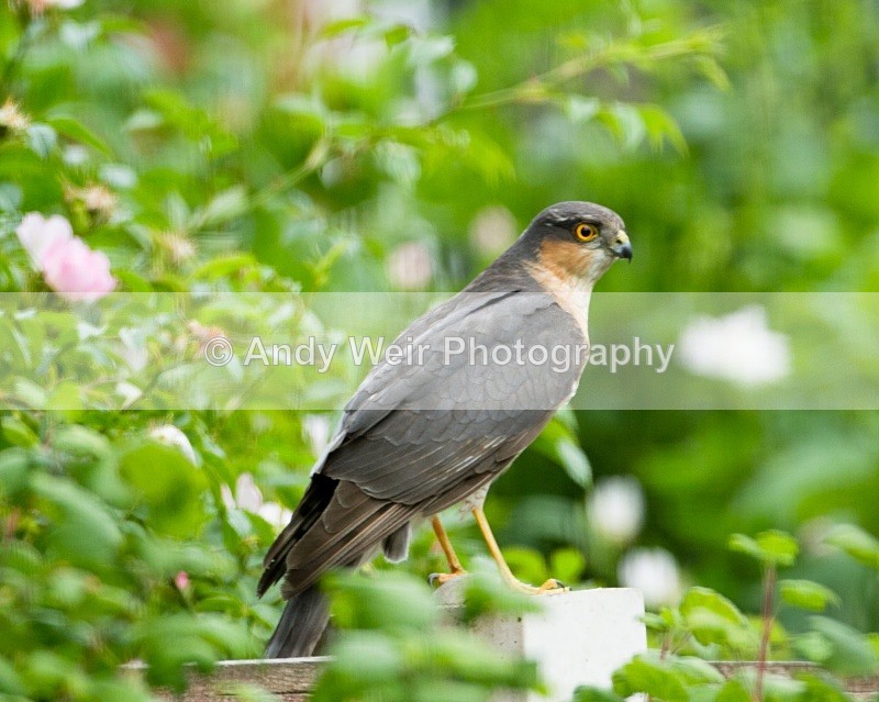 20110529-IMG_5493 - Sparrowhawk