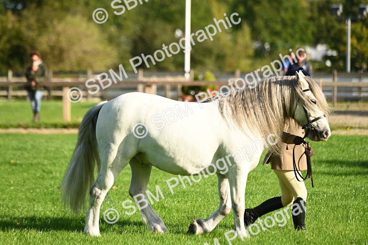 SBM_14704 - S1 - TSR in Hand Horse & Pony Showing