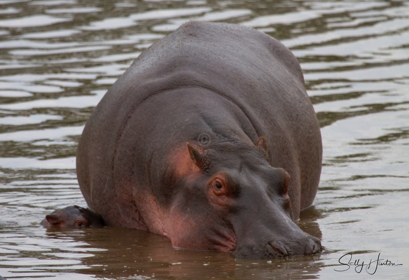 Hippo Pool 6
