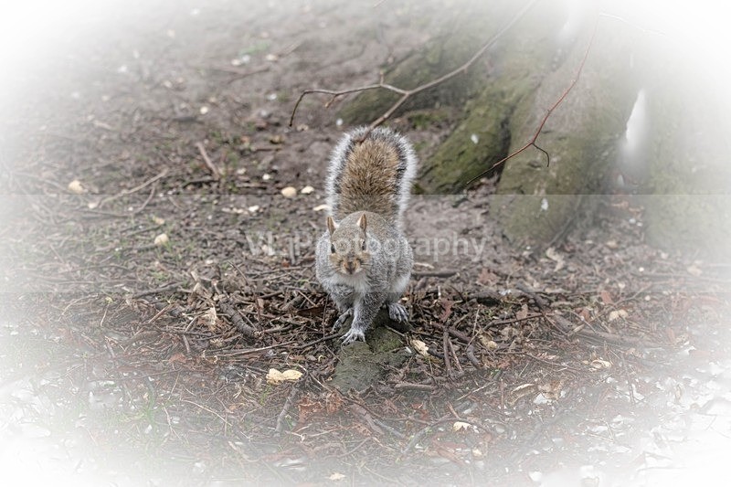 Squirrel 9 - Animals, Birds etc