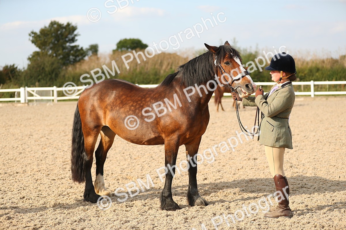 SBM_08618 - Class 28 - IH Veteran Horse