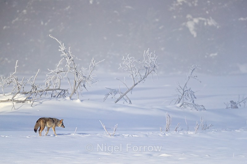 Coyote in misty winter scene, Yellowstone National Park - Coyote