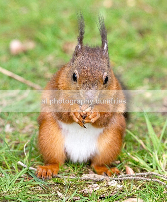 Im watching you - Eskrigg Nature Reserve Lockerbie