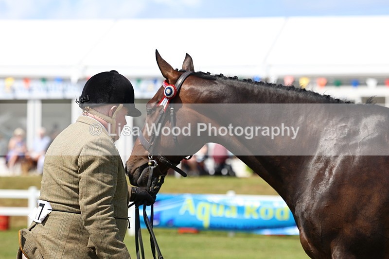 3E7A1175 - Class 8: Open Riding Horse/Hack