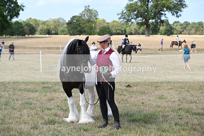 WJ6_6738 - Class 20 In-hand Cob