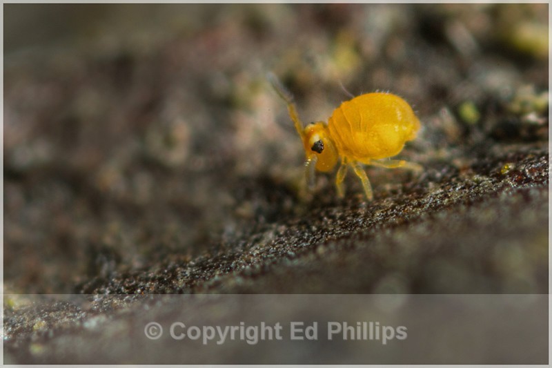 Sminthurinus aureus - Sminthurinus aureus