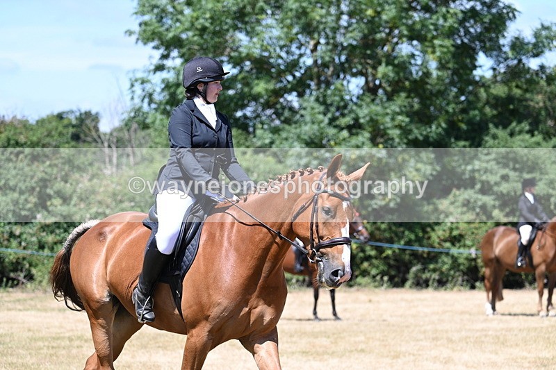 WJ7_2918 - Class 7 Riding Club Show Horse