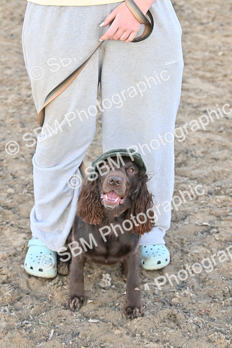 SBM_09598 - Lorry Dogs