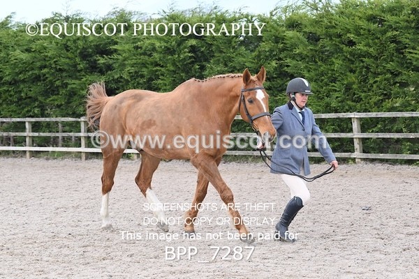BPP_7287 - RING 1  (RIDDEN HORSES / IN HAND / VETERAN ETC)