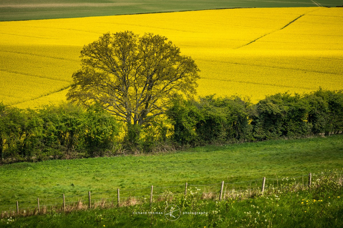 A field of yellow rapeseed in the South Downs national park
