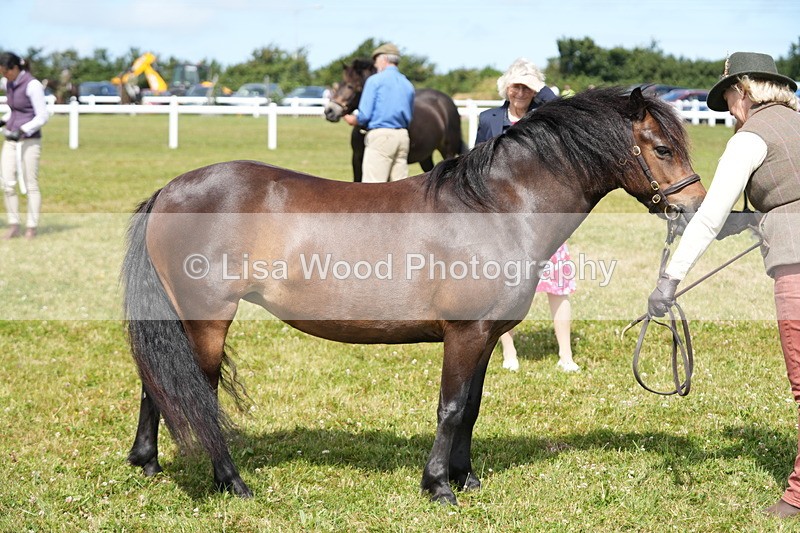 DSC05595 - Class 50: NPS M&M 4 years and over Small Breeds