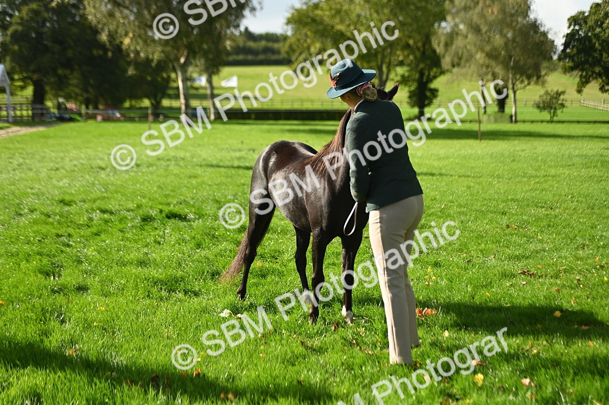 SBM_15926 - S1 - TSR in Hand Horse & Pony Showing
