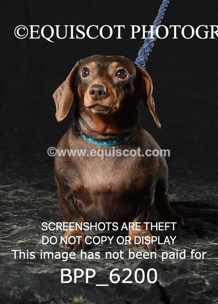 BPP_6200 - LESLEY GRANGER DOGS