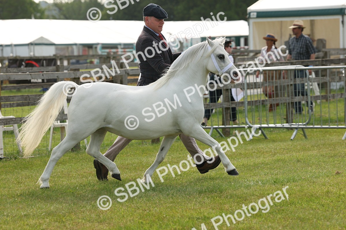 SBM_00499 - Class 6-13 - Mountatin and Moorland In Hand Welsh Breeds