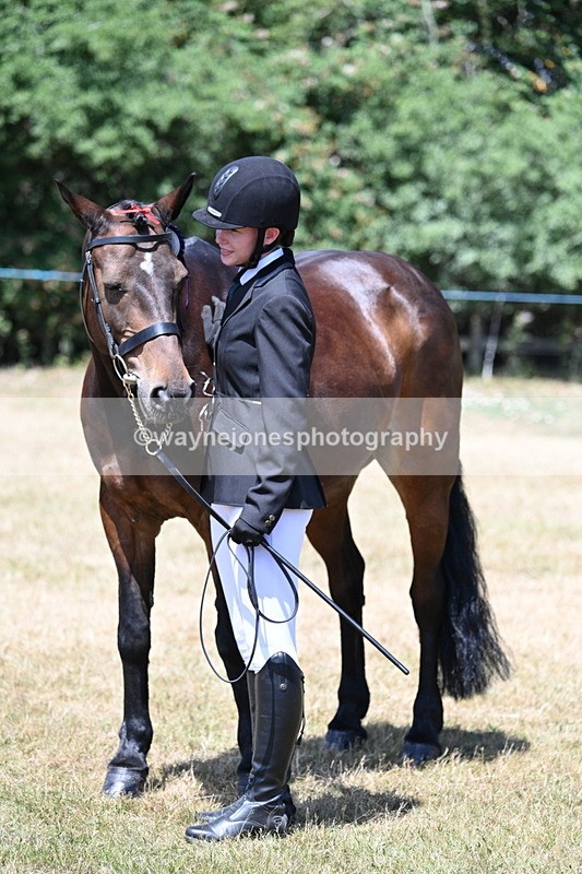 WJ7_2495 - Class 5a Most Handsome Gelding in hand (above 14.2hh)