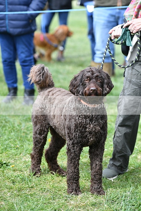 WJ5_9734 - Class 3 Most Handsome Dog