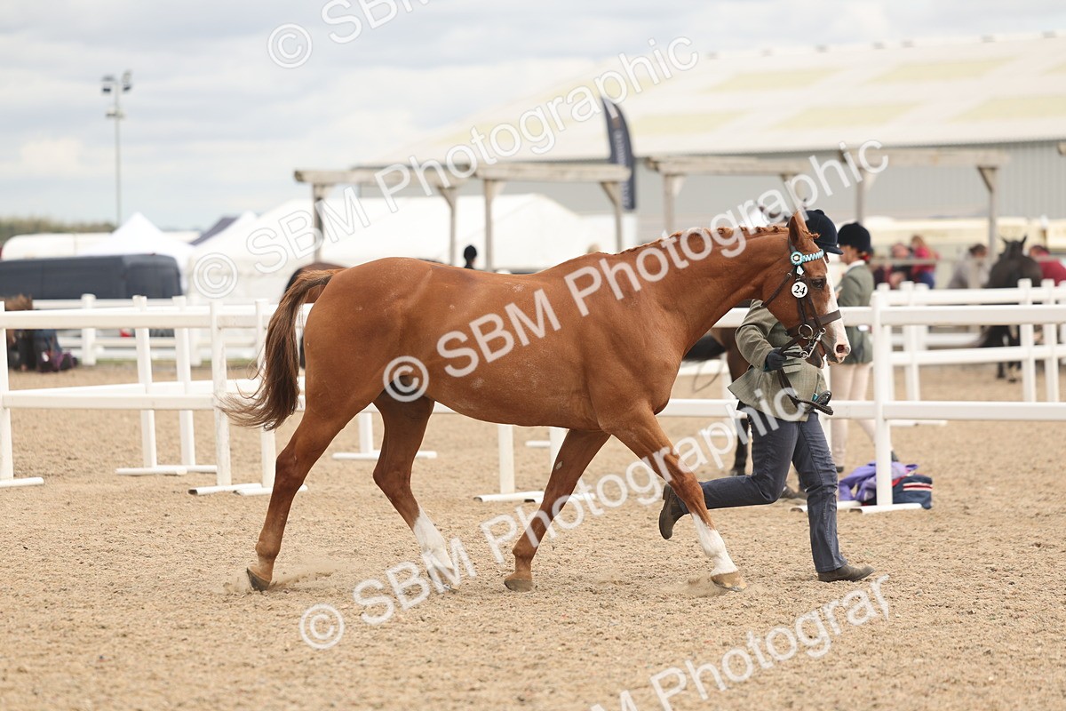 SBM_16963 - Class 312 - IH Competition Horse-Pony