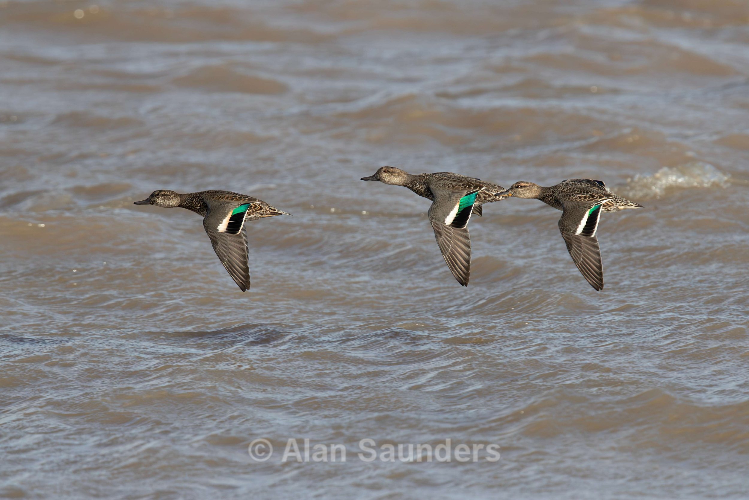Eurasian Teal 3