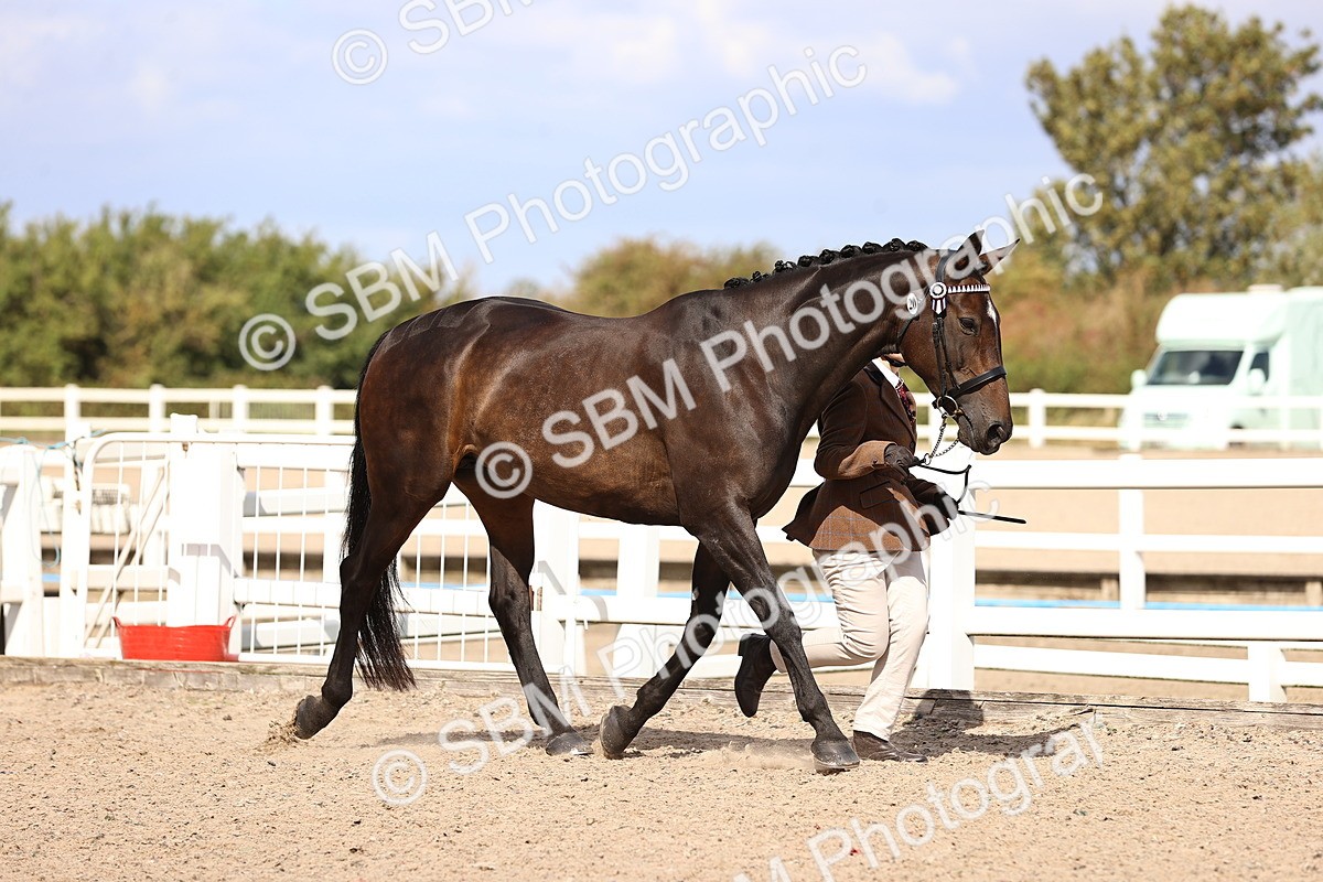 SBM_14287 - Class 411 - Prettiest Mare (IH OR Ridden) Adult