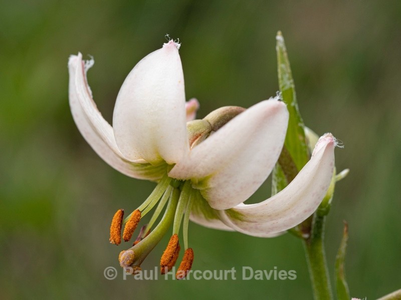 Martagon lily[ or Turk's cap lily (Lilium martagon) an uncommon albino form.  - Wild Flowers
