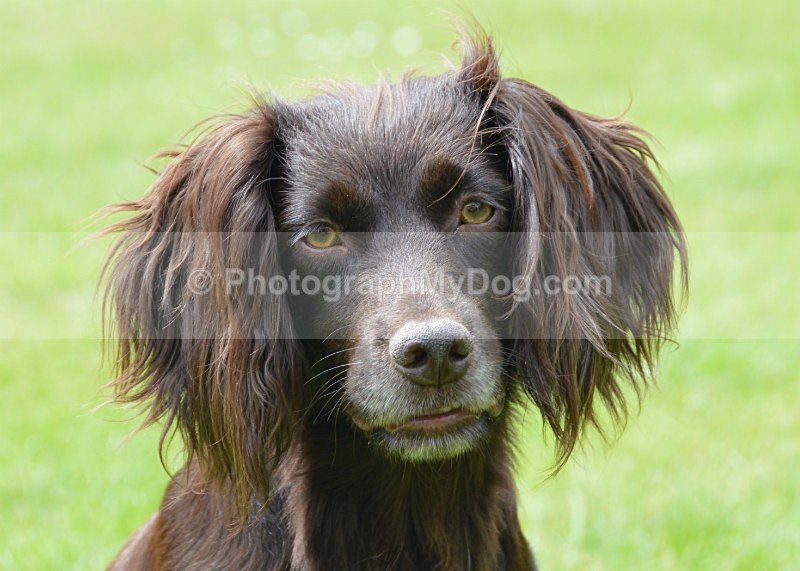  - Cocker Spaniels