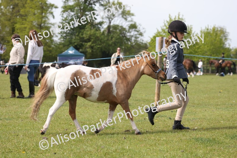 20260426-3174 - Class 26 - Shetland Ponies and Minitures