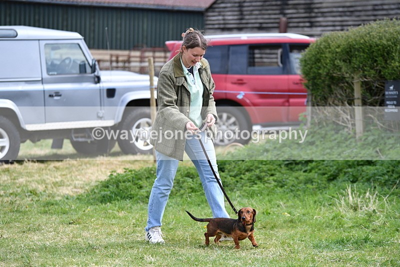 WJ5_9545 - Class 3 Most Handsome Dog