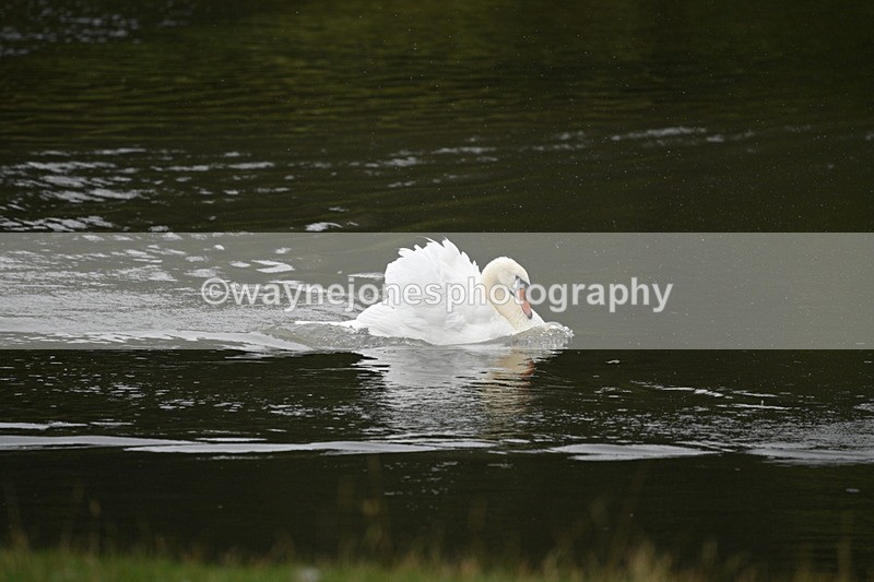 WJ7_7488 - Time at Water 10:28 to 11:05