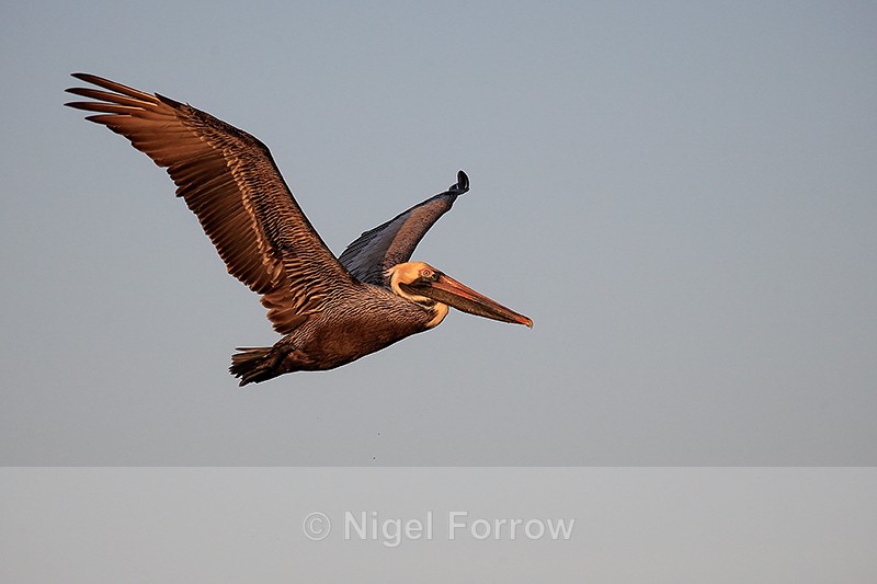 Adult breeding Brown Pelican flying, Sanibel Island, Florida - Brown Pelican