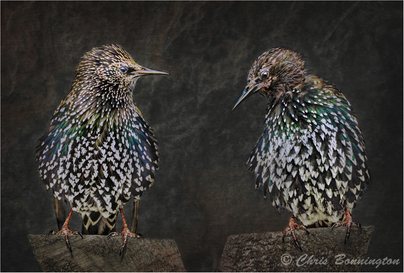 The Look of Shame - Others