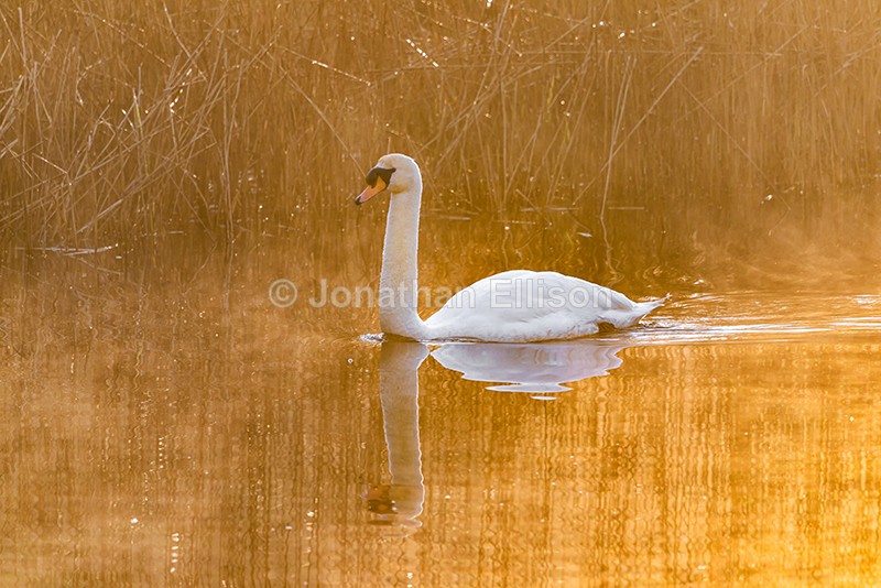 Yarrow Valley Swan - Lancashire