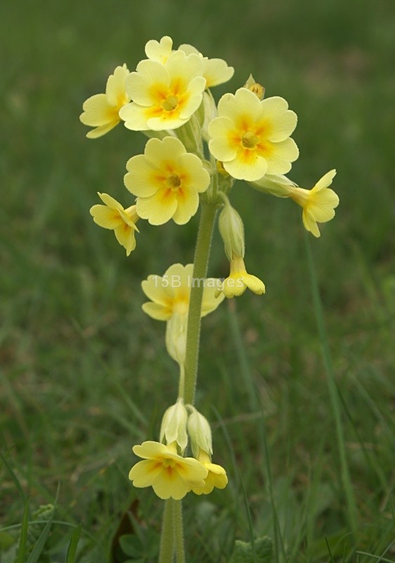 F1040 - Flowers