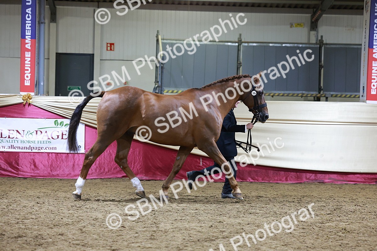 SBM_21501 - Class V - Champion of Champions