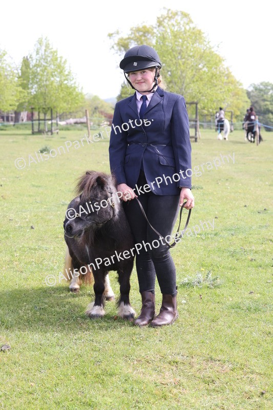 20260426-3208 - Class 26 - Shetland Ponies and Minitures