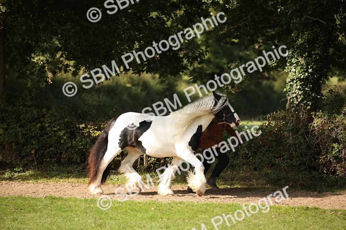 SBM_62193 - S55 - Traditional Cob In Hand