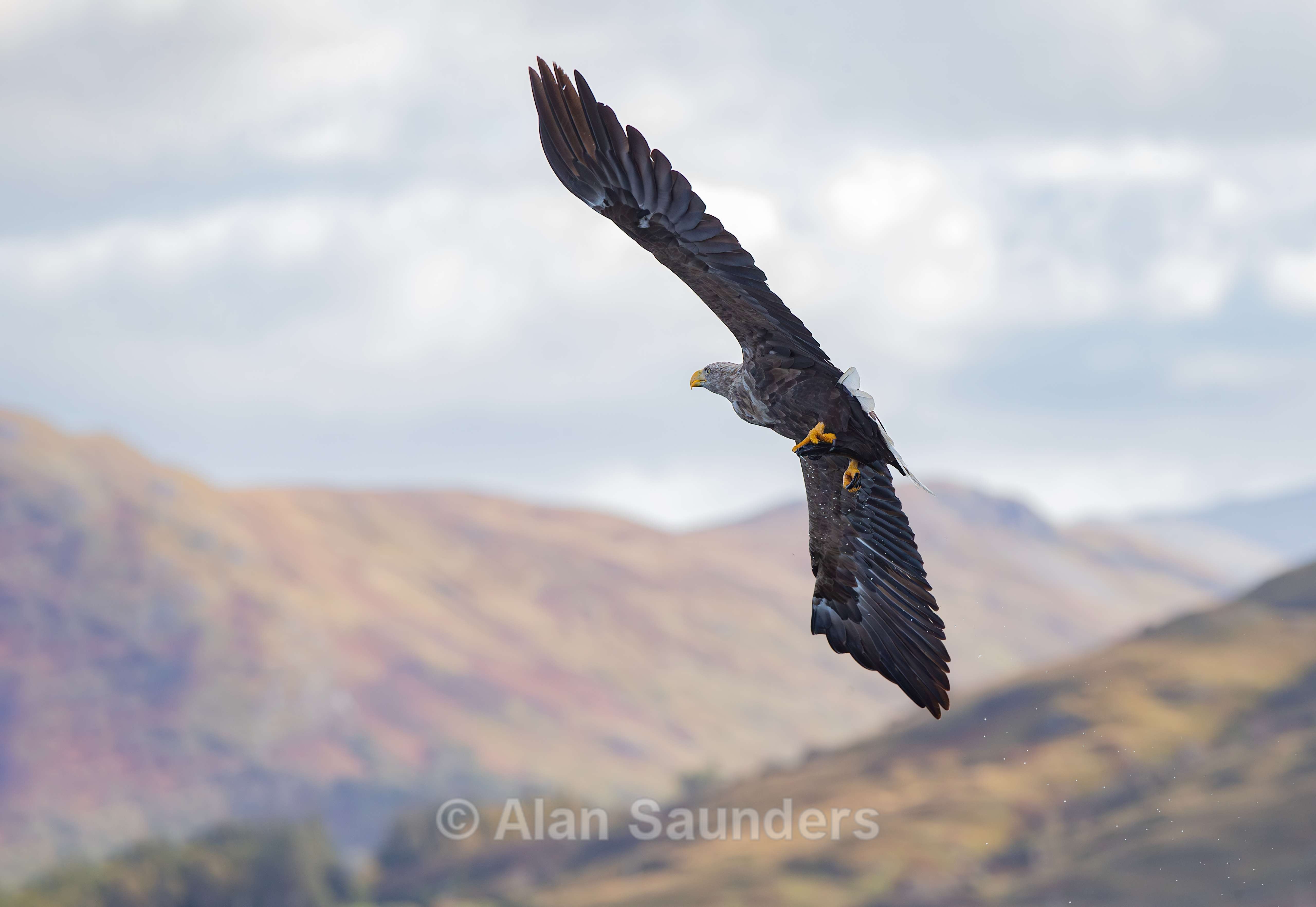 White Tailed Eagle 112