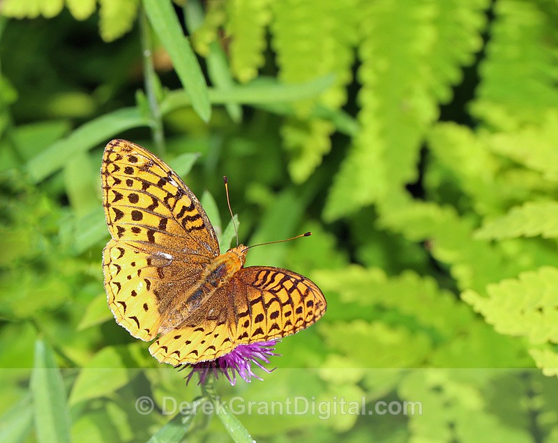 Great Spangled Fritillary  Speyeria cybele - Butterflies & Moths of Atlantic Canada