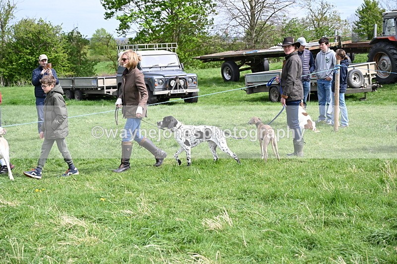 WJ6_8823 - Class 8 Best Working / Gun Dog or Bitch