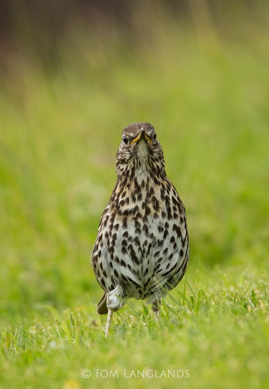 Song Thrush - All Other Birds