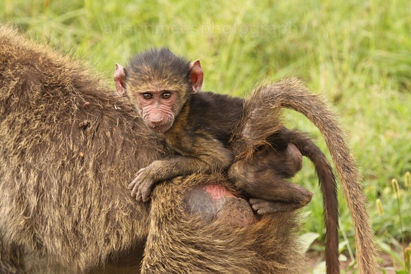  - African Safaris