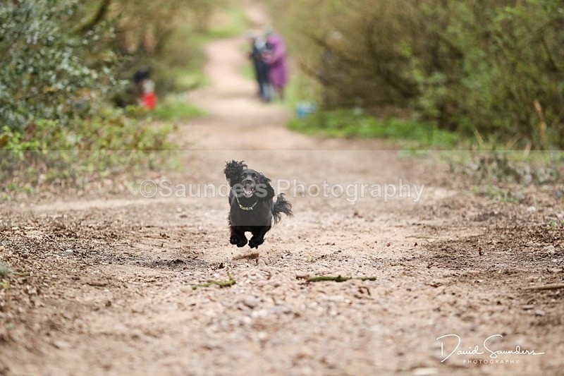 SPXX3911 - Endurance Dogs