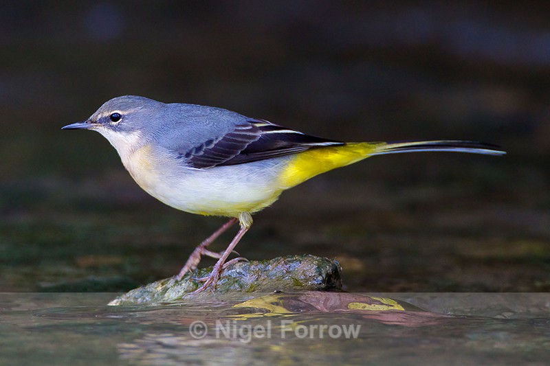 Grey Wagtail, Witney, Oxfordshire - Grey Wagtail