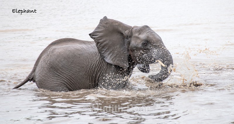  - South Africa Birds and Mammals