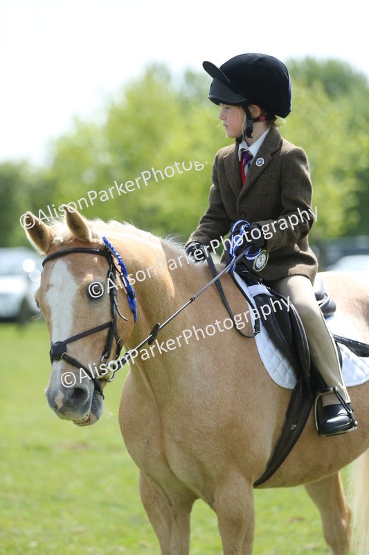 20250427-3445 - Class 8 - Handsomest Gelding