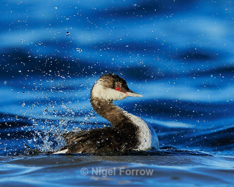 Slavonian Grebe bathing, Farmoor Reservoir - Slavonian Grebe